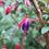 Thumbnail: Hardy Fuchsia 'Brutus'