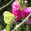 Thumbnail: Everlasting Pea / Lathyrus latifolius