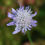 Thumbnail: Field Scabious / Knautia arvensis