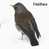fieldfare_edited.jpg