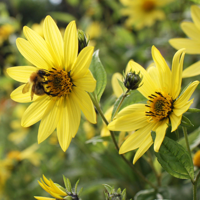 Thumbnail: Perennial Sunflower / Helianthus 'Lemon Queen'