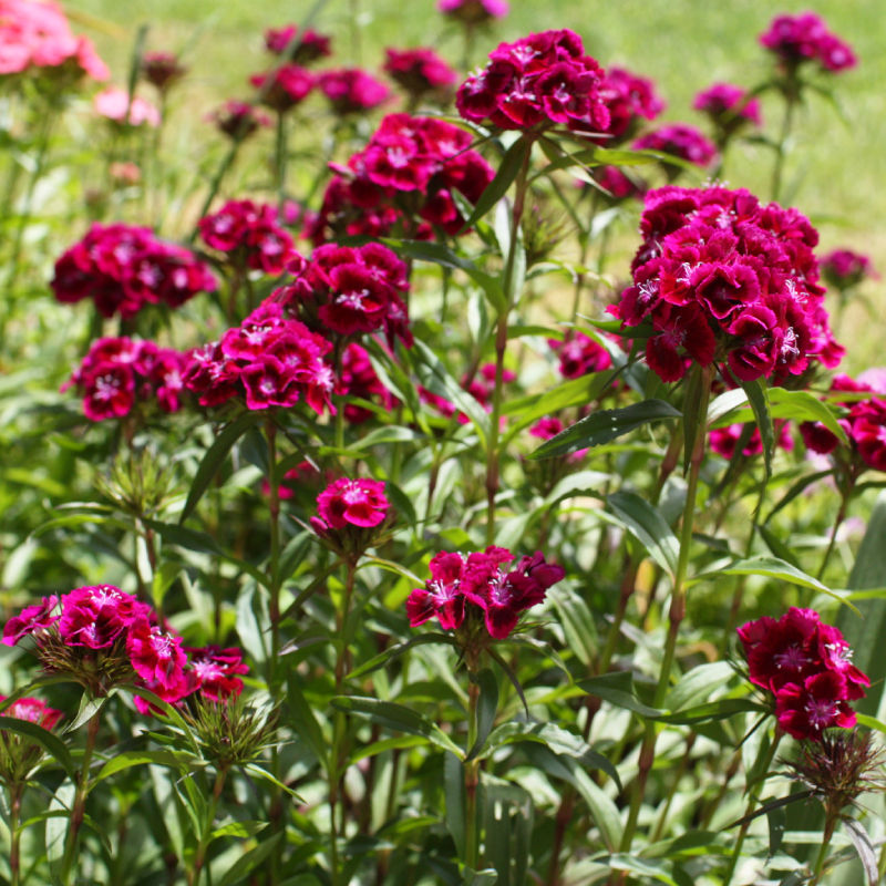Thumbnail: Sweet William / Dianthus barbatus 'Oeschberg'