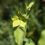 Thumbnail: Tobacco / Nicotiana alata 'Lime Green'