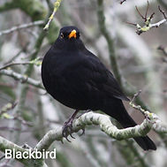 male blackbird_edited.jpg
