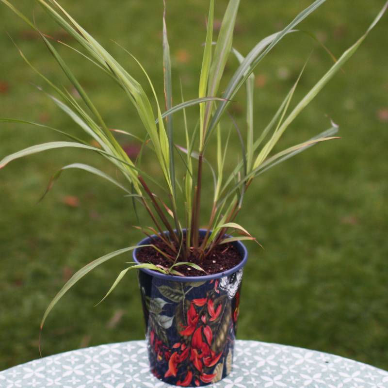 Thumbnail: Lemongrass in a decorative planter