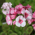 lr_IMG_4464.jpg