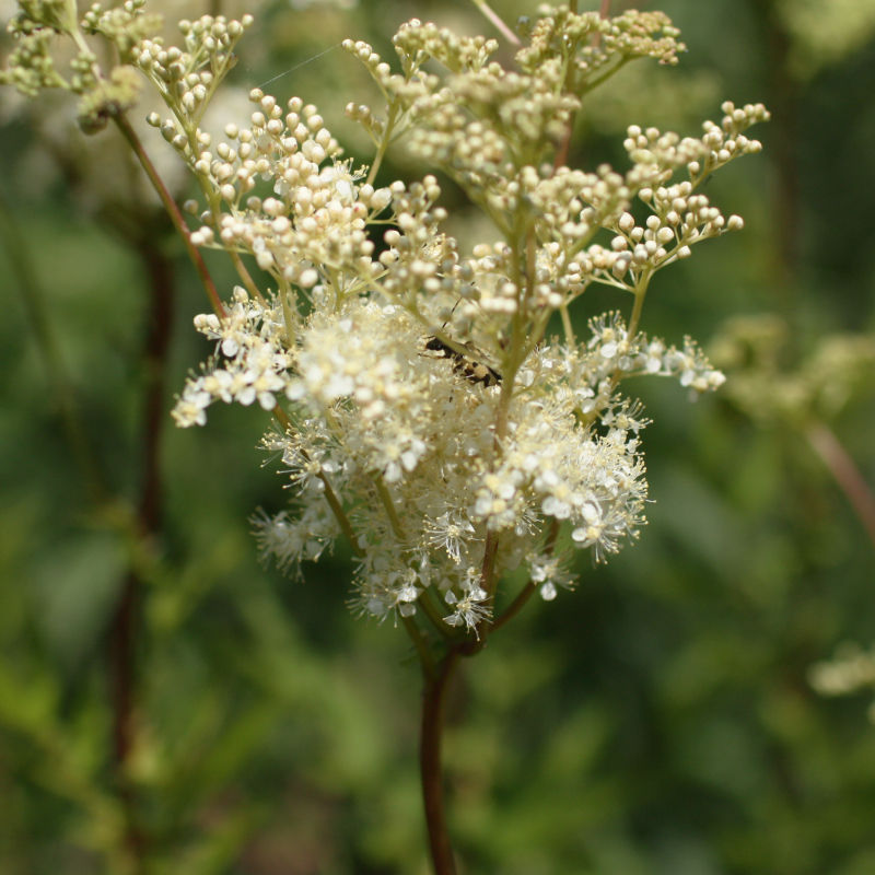 Thumbnail: Meadowsweet / Filipendula ulmaria