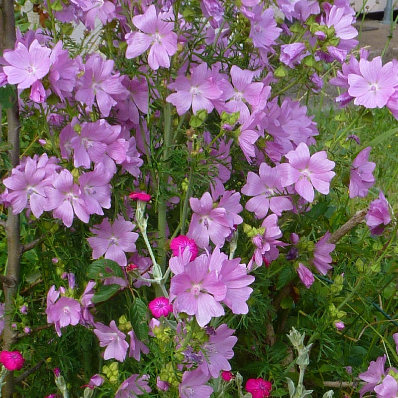 Thumbnail: Musk Mallow / Malva moschata