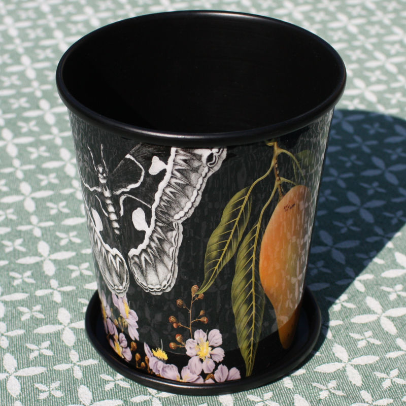 Thumbnail: Lemongrass in a decorative planter