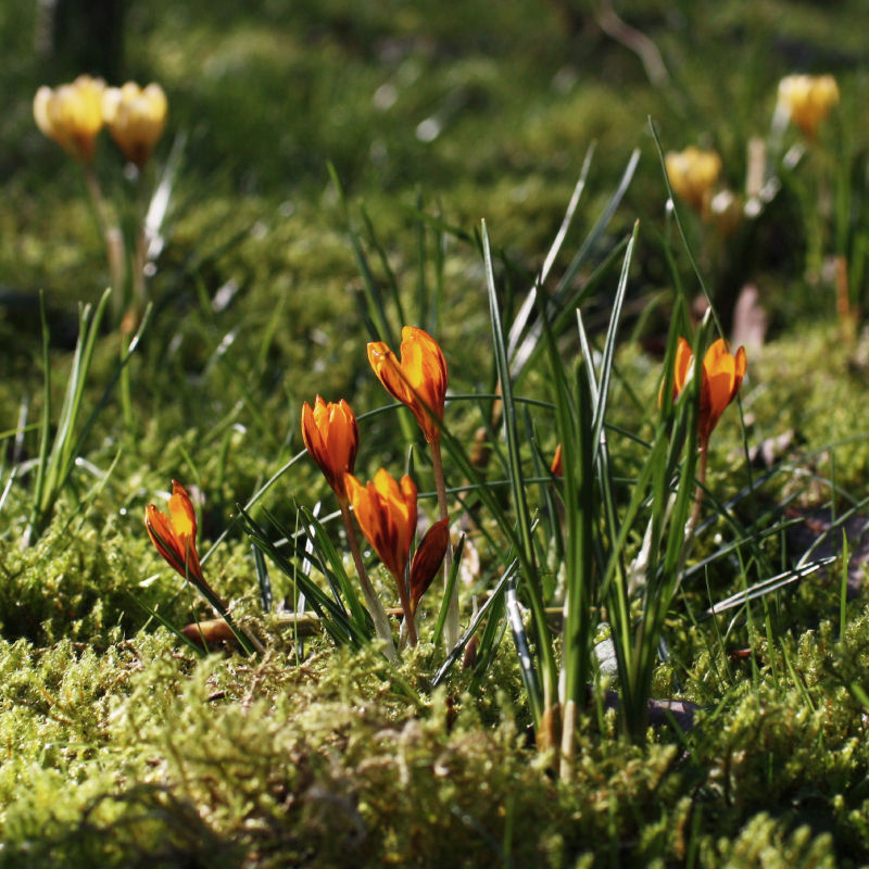 Thumbnail: Crocus bulbs