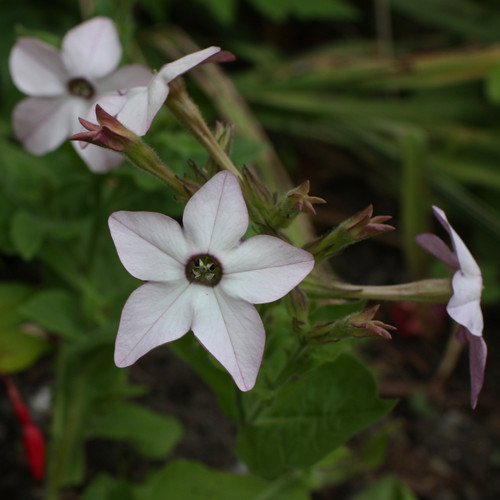 Tobacco Nicotiana x sanderae 'Perfume Blue'