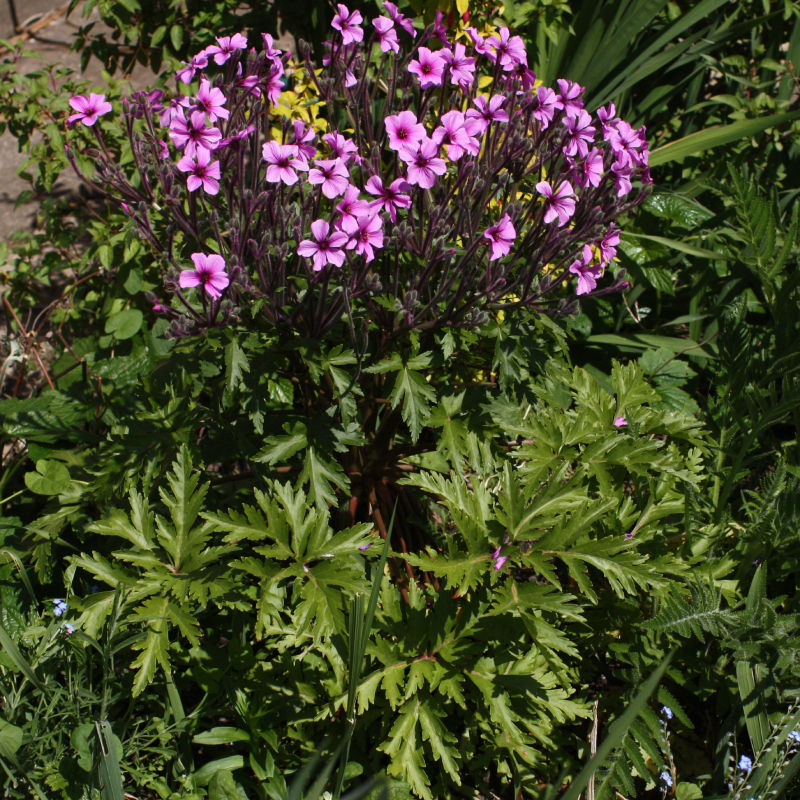 Thumbnail: Giant Herb Robert / Geranium maderense