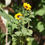 Thumbnail: Dwarf Sunflower / Helianthus annuus 'Sonja'