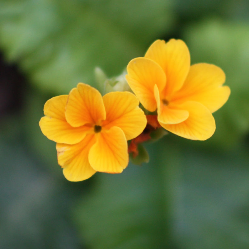 Thumbnail: Primula 'Crescendo Orange'