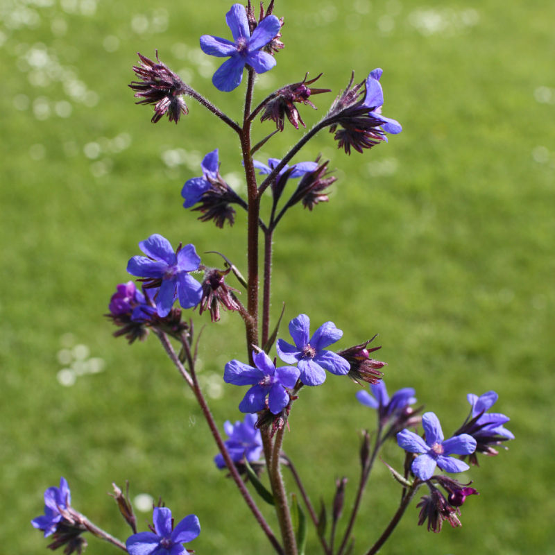 Thumbnail: Anchusa azurea 'Loddon Royalist'
