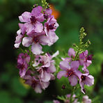 lr_IMG_0564.jpg