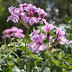 lr_IMG_1752 .jpg