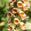 Thumbnail: Rusty Foxglove / Digitalis ferruginea