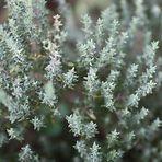 lr_IMG_3230.jpg
