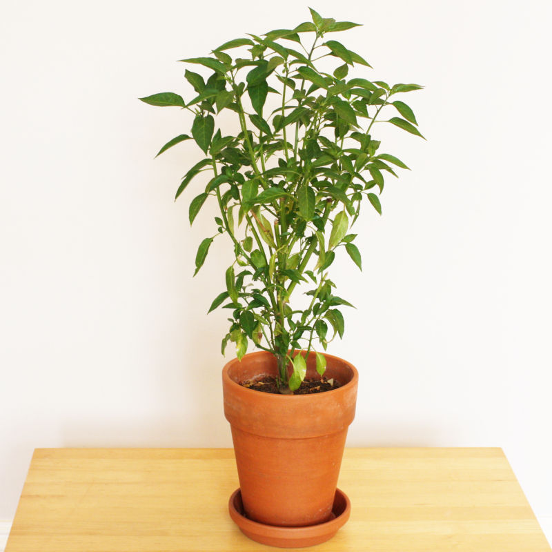 Bird's Eye Chilli in a Terracotta Pot with Saucer