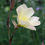 Thumbnail: Evening Primrose / Oenothera versicolor 'Lemon Sunset'