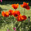 Thumbnail: Oriental Poppy / Papaver orientale