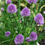 Thumbnail: Chives / Allium schoenoprasum