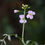 Thumbnail: Cuckoo Flower / Cardamine pratensis