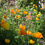 Thumbnail: Welsh Poppy / Meconopsis cambrica