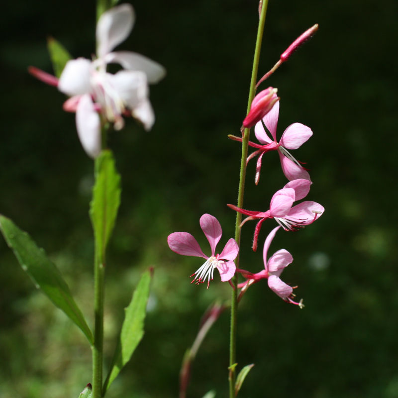 Thumbnail: Gaura / Oenothera lindheimeri 'Pink Bouquet'