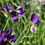 Thumbnail: Sweet Pea / Lathyrus odoratus 'Blue Velvet'