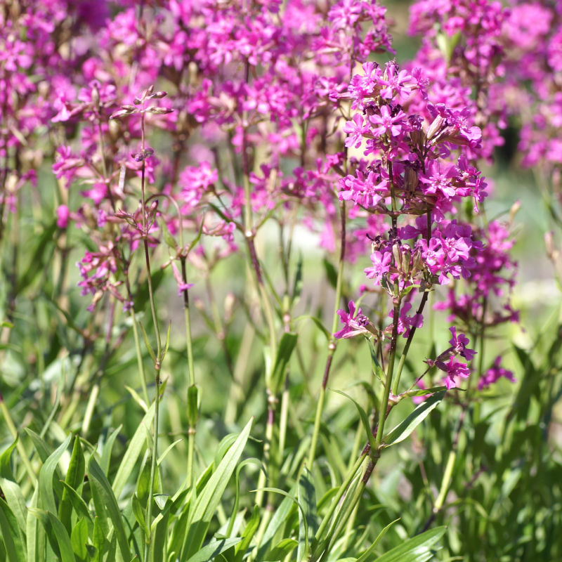Thumbnail: Lychnis yunnanensis