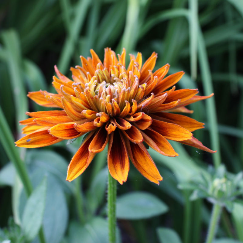Thumbnail: Coneflower / Rudbeckia x hirta 'Cherokee Sunset'