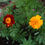 Thumbnail: French Marigold / Tagetes 'Bonita'