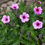 Thumbnail: Giant Herb Robert / Geranium maderense