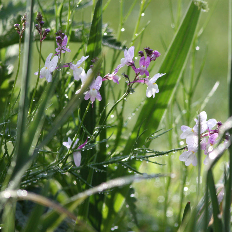 Thumbnail: Annual Toadflax / Linaria maroccana 'Fairy Bouquet'