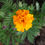 Thumbnail: French Marigold / Tagetes 'Bonita'