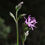 Thumbnail: Ragged Robin / Lychnis flos-cuculi