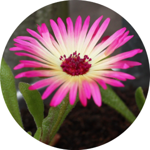Thumbnail: Livingstone Daisy / Dorotheanthus bellidiformis 'Pastel Mix'