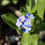 Thumbnail: Wood Forget-me-not / Myosotis sylvatica