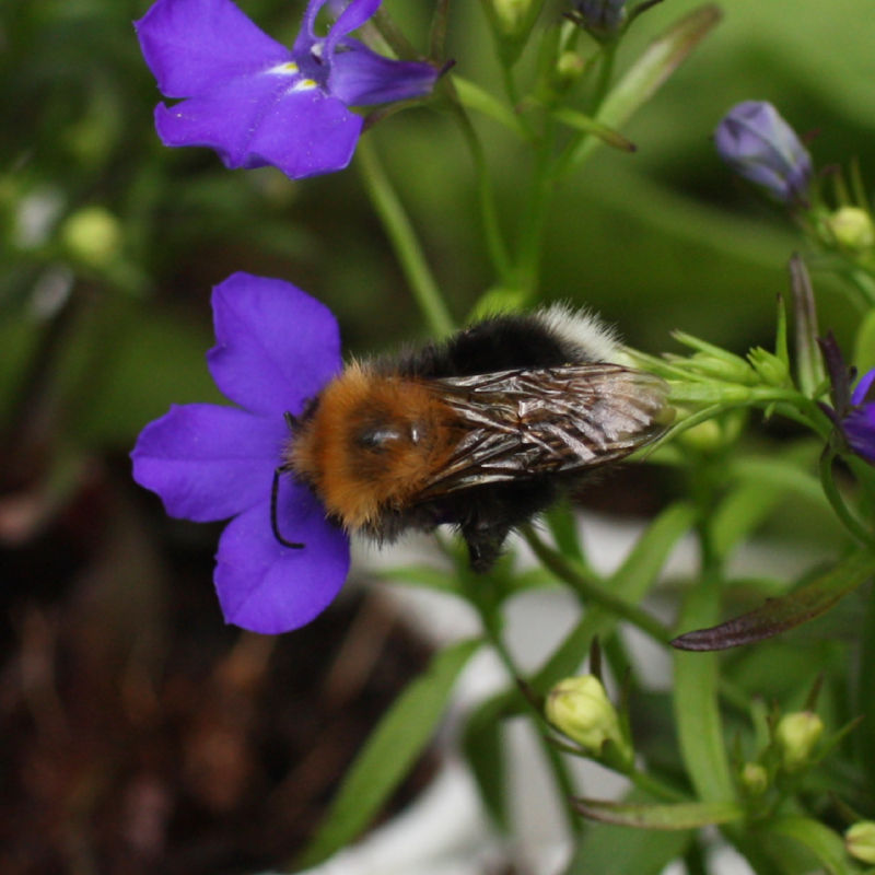 Thumbnail: Lobelia erinus 'Blues Brothers'