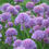Thumbnail: Chives / Allium schoenoprasum