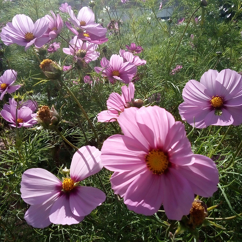 Thumbnail: Cosmos bipinnatus ‘Sensation Mixed’