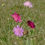 Thumbnail: Macedonian Scabious 'Melton Pastels' / Knautia macedonica
