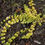 Thumbnail: Creeping Jenny / Lysimachia nummularia