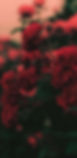 red-flower-aesthetic-i1phhp9c6lqsm17s.jpg