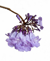 FLOR KIRI.png