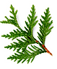 CYPRESS.png