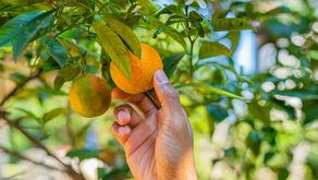 Is Picking Oranges in Arizona Okay? What You Need to Know