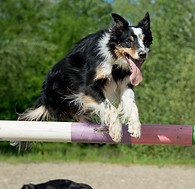 Odins Hundeschule Buchs ZH